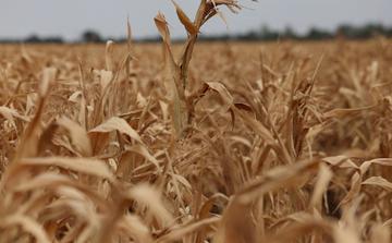 Les prix alimentaires mondiaux atteignent leur plus haut niveau depuis 2022
