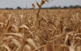 Les prix alimentaires mondiaux atteignent leur plus haut niveau depuis 2022