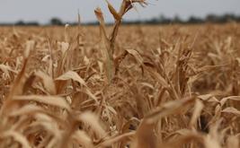 Les prix alimentaires mondiaux atteignent leur plus haut niveau depuis 2022