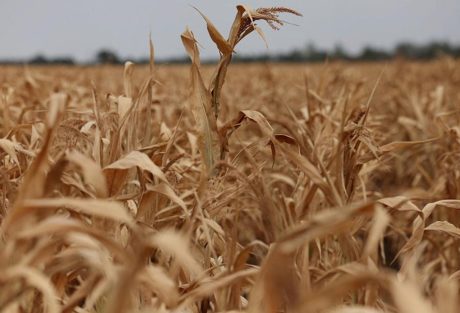 Les prix alimentaires mondiaux atteignent leur plus haut niveau depuis 2022