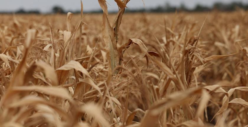 Les prix alimentaires mondiaux atteignent leur plus haut niveau depuis 2022