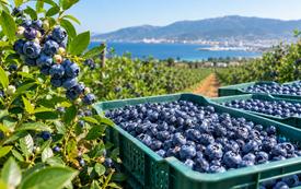 Myrtilles : les exportations marocaines dépassent 102 000 tonnes durant la campagne 2025-2026