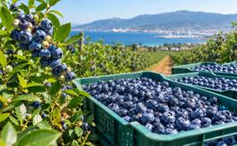 Myrtilles : les exportations marocaines dépassent 102 000 tonnes durant la campagne 2025-2026
