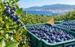 Myrtilles : les exportations marocaines dépassent 102 000 tonnes durant la campagne 2025-2026
