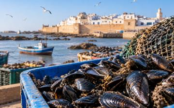Produits conchylicoles : interdiction de récolte et de commercialisation dans une zone d’Essaouira
