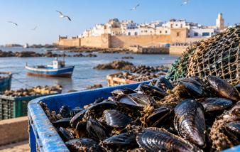 Produits conchylicoles : interdiction de récolte et de commercialisation dans une zone d’Essaouira