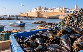 Produits conchylicoles : interdiction de récolte et de commercialisation dans une zone d’Essaouira