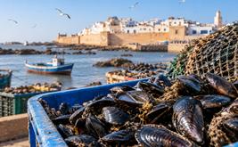 Produits conchylicoles : interdiction de récolte et de commercialisation dans une zone d’Essaouira