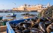 Produits conchylicoles : interdiction de récolte et de commercialisation dans une zone d’Essaouira