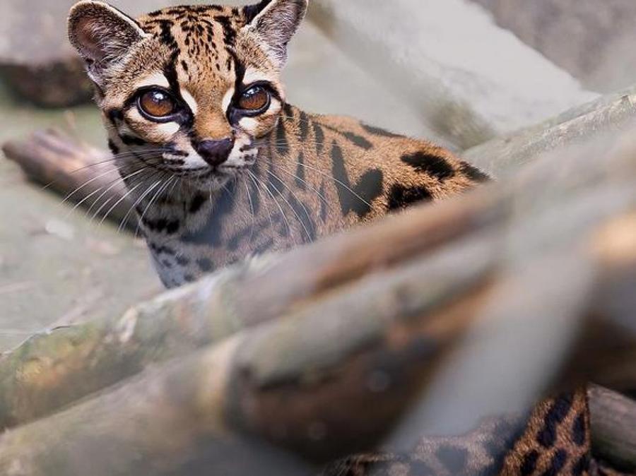 玻利维亚发现新野猫物种Leopardus tilcayo，时隔百年再现