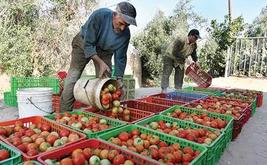 ارتفاع سعر الطماطم يثيراستياء المواطنين