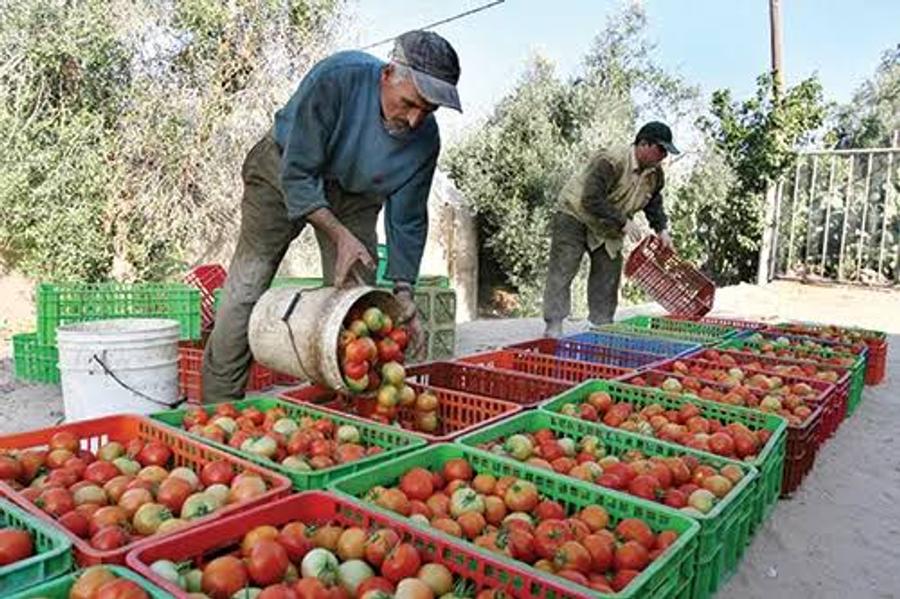 ارتفاع سعر الطماطم يثيراستياء المواطنين