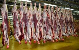 Marché de gros de Casablanca : le bœuf renchérit tandis que les légumes évoluent en ordre dispersé
