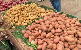 قفزة قياسية في واردات البطاطس إلى المغرب بأكثر من 12 ألف طن