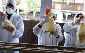 Grippe aviaire : la France mobilise 10 millions d’euros pour soutenir la filière avicole
