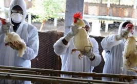 Grippe aviaire : la France mobilise 10 millions d’euros pour soutenir la filière avicole