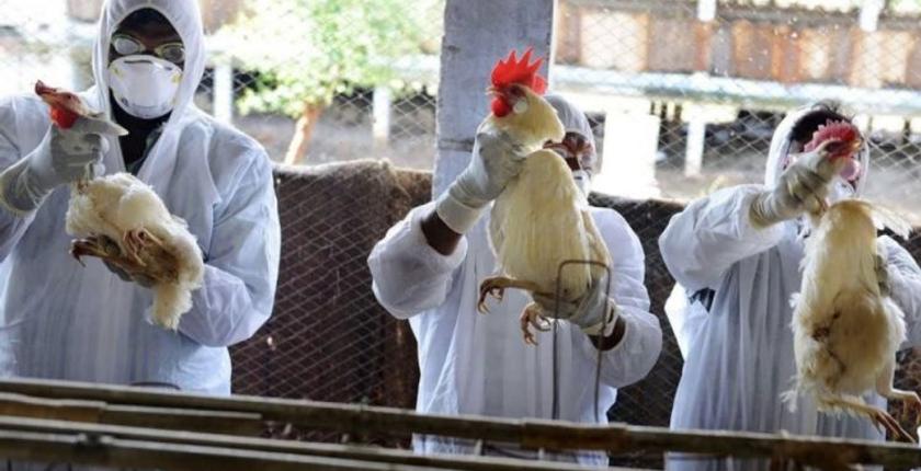 Grippe aviaire : la France mobilise 10 millions d’euros pour soutenir la filière avicole