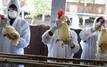 Grippe aviaire : la France mobilise 10 millions d’euros pour soutenir la filière avicole