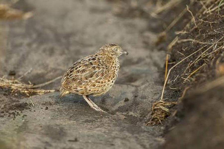 Morocco launches new conservation plan to protect endangered Andalusian Buttonquail