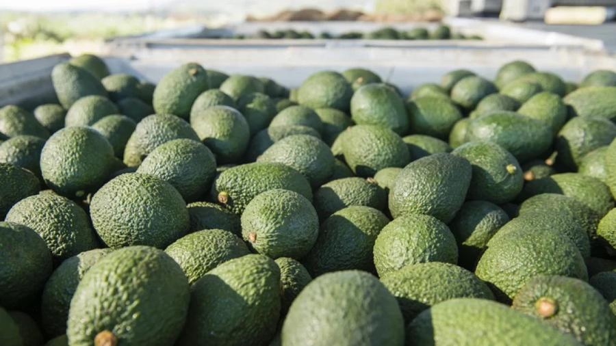 Marokkanische Avocadoexporte könnten 125.000 Tonnen in Rekordernte überschreiten