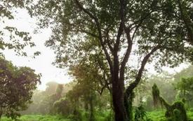 Global biodiversity efforts remain off track to meet 2030 protection target