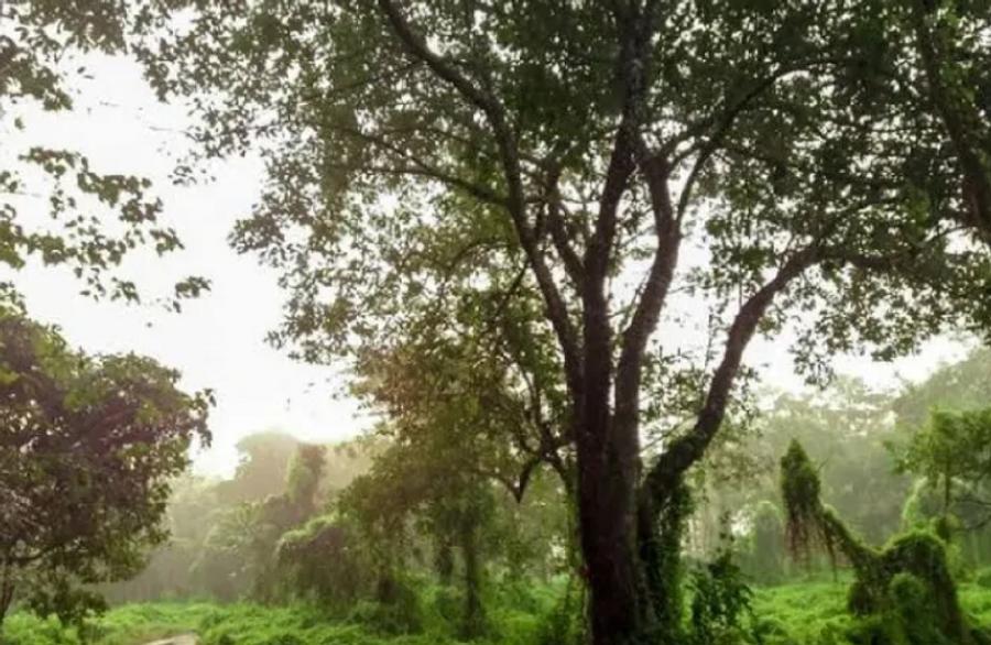 Global biodiversity efforts remain off track to meet 2030 protection target