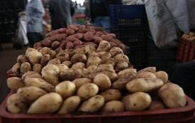 Casablanca : le prix des pommes de terre grimpe jusqu’à 8 dirhams le kilo