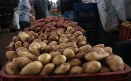 Casablanca : le prix des pommes de terre grimpe jusqu’à 8 dirhams le kilo