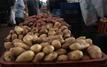 Casablanca : le prix des pommes de terre grimpe jusqu’à 8 dirhams le kilo