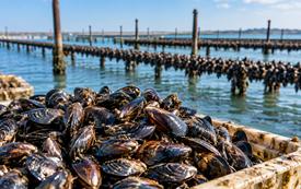Sidi Bennour : la récolte et la commercialisation des moules interdites pour risque sanitaire