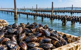 Sidi Bennour : la récolte et la commercialisation des moules interdites pour risque sanitaire