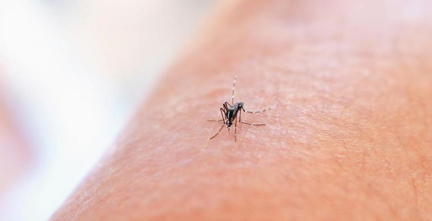 Virus du Nil occidental : la France atteint un niveau inédit de cas en 2026