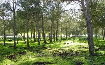 Forêts marocaines : renforcer la protection d’un patrimoine stratégique face aux nouveaux défis