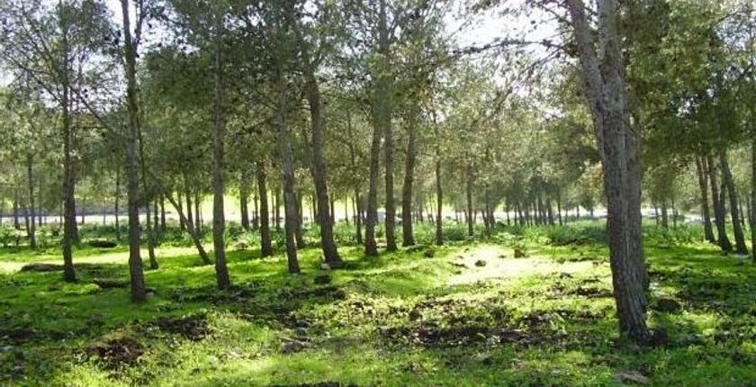 Forêts marocaines : renforcer la protection d’un patrimoine stratégique face aux nouveaux défis