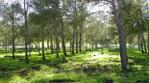 Forêts marocaines : renforcer la protection d’un patrimoine stratégique face aux nouveaux défis