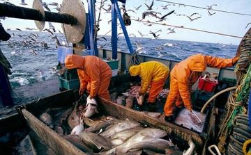 Pêche : les débarquements progressent de 36 % au port de Laâyoune à fin août