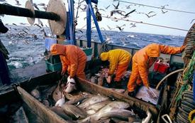 Pêche : les débarquements progressent de 36 % au port de Laâyoune à fin août