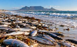 Afrique du Sud : la mortalité massive de sardines ralentit, mais la surveillance reste renforcée