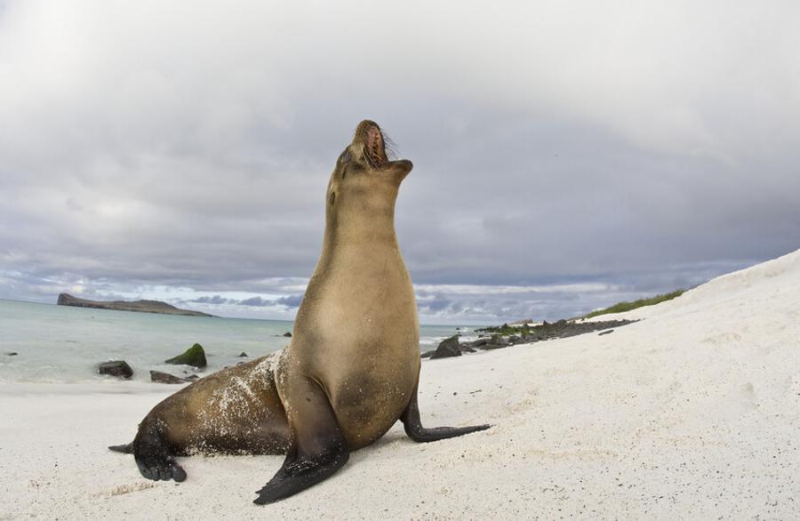 Poisoned sea lions wash ashore along California coast