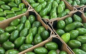Avocats : la filière marocaine anticipe une reprise, entre récolte prometteuse et prudence