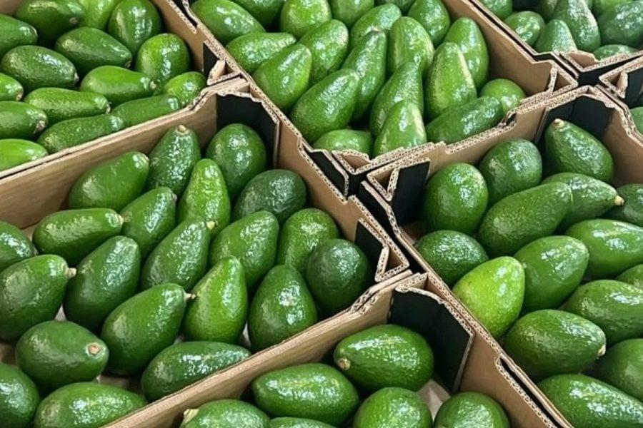 Avocats : la filière marocaine anticipe une reprise, entre récolte prometteuse et prudence