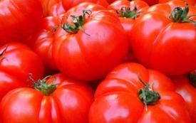 Tomates : le Maroc confirme sa deuxième place parmi les fournisseurs de l’Union européenne