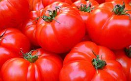Tomates : le Maroc confirme sa deuxième place parmi les fournisseurs de l’Union européenne