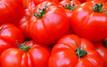 Tomates : le Maroc confirme sa deuxième place parmi les fournisseurs de l’Union européenne