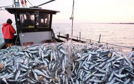 M’diq port records 31% drop in coastal and artisanal fish landings by August 2026