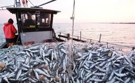 M’diq port records 31% drop in coastal and artisanal fish landings by August 2026
