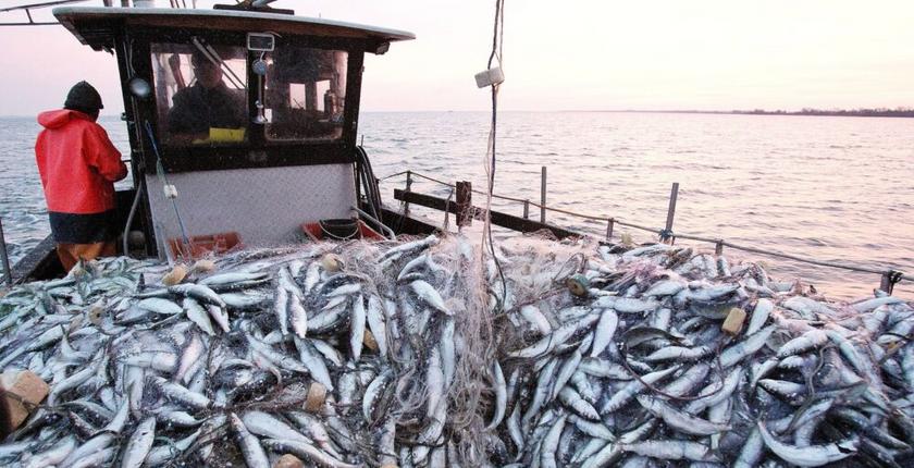 M’diq port records 31% drop in coastal and artisanal fish landings by August 2026