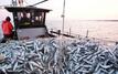 M’diq port records 31% drop in coastal and artisanal fish landings by August 2026
