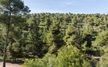 Les forêts marocaines représentent 17 milliards de dirhams de valeur par an