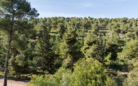 Les forêts marocaines représentent 17 milliards de dirhams de valeur par an